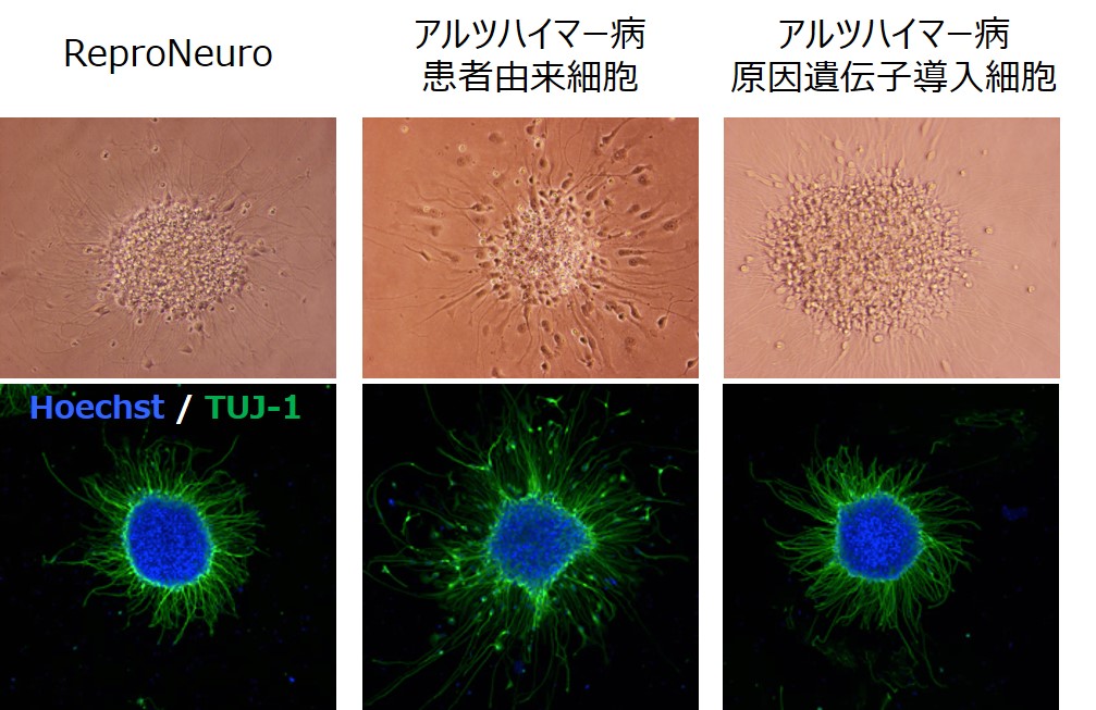 neurosphere