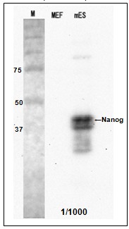 Western blot using mNanog antibody