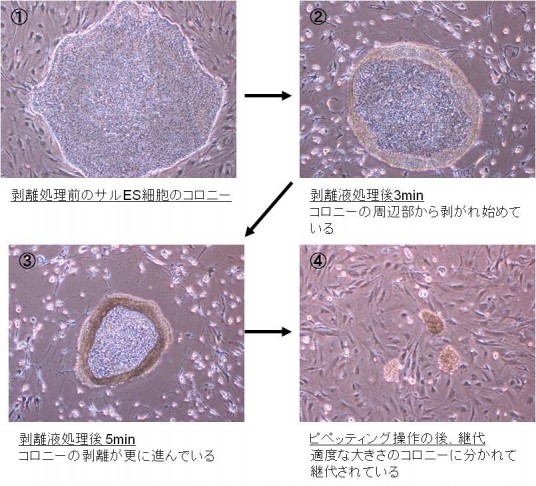 Dissociation Solution For Human Es Ips Cells Ctk溶液 製品index 株式会社リプロセル