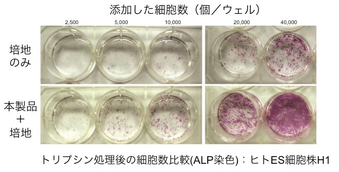 トリプシン処理後の細胞数比較(ALP染色)