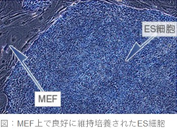 図：SL10上で未分化培養されているES細胞