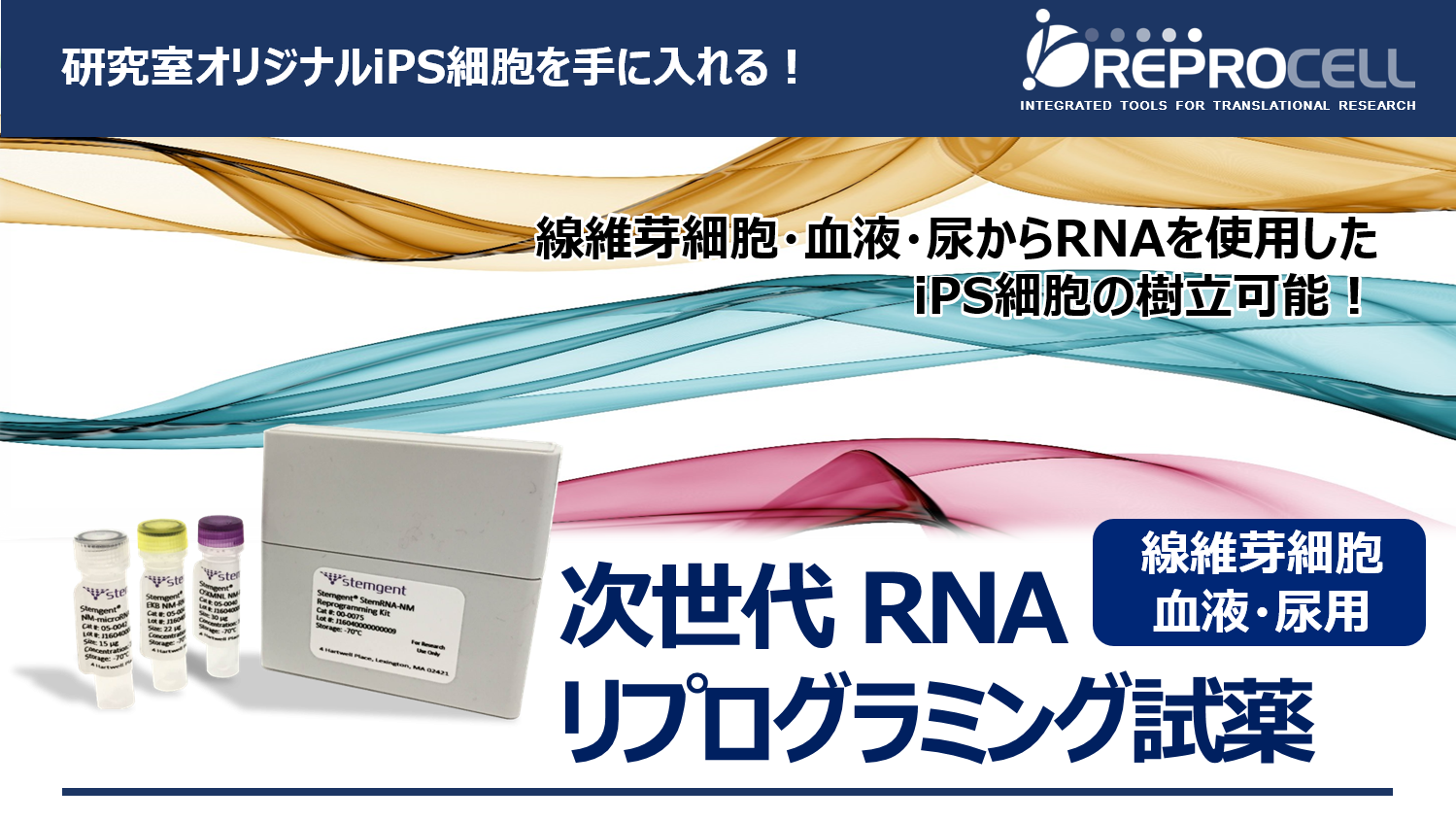 RNAリプログラミングヒトiPS細胞（線維芽細胞・血液・尿用）