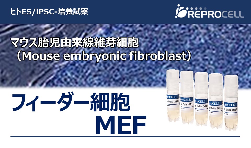 フィーダー細胞 Mef 製品index 株式会社リプロセル