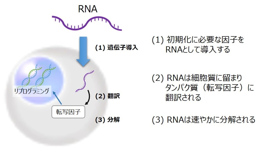 RNAリプログラミング