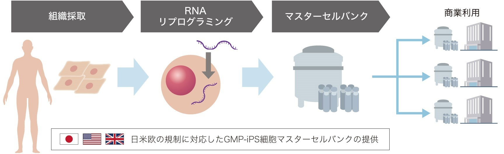 再生医療用 Gmp Ips細胞 マスターセルバンクの作製 治験 臨床 商業利用可能 株式会社リプロセル