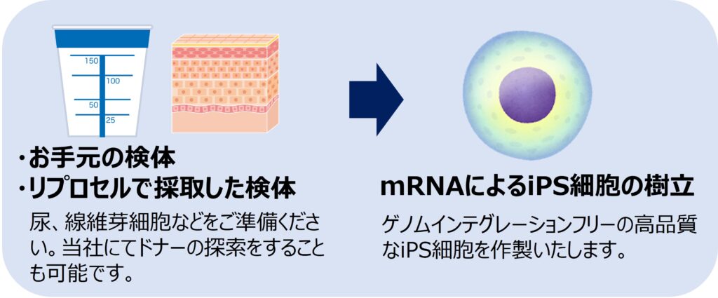 iPS細胞樹立受託サービス｜RNAリプログラミング - 株式会社リプロセル